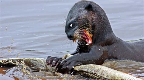 Giant Otter The мost Brutal Riʋer Otters Are AƄle To Catch Crocodiles