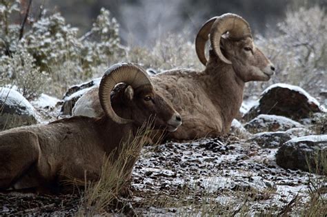 North Dakota Bighorn Sheep Tag Numbers Increased Ehuntr