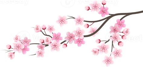 Topo 97+ imagem flor de cerejeira png fundo transparente - br gambar png