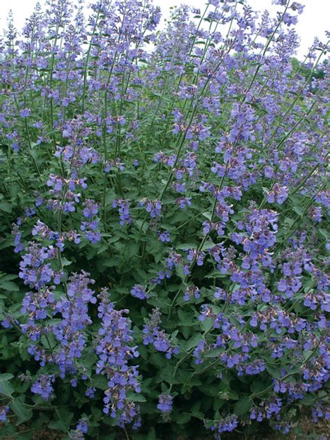 See more of the cat's meow spay, neuter & adoption project on facebook. Nepeta Six Hills Giant -- Bluestone Perennials