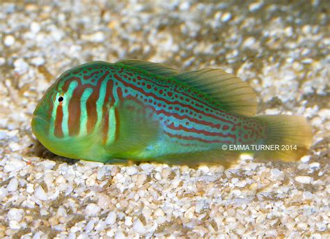 Green Coral Goby Gobiodon Histrio