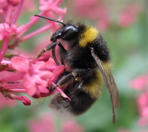 Garden Bumblebee Bumblebee Conservation Trust