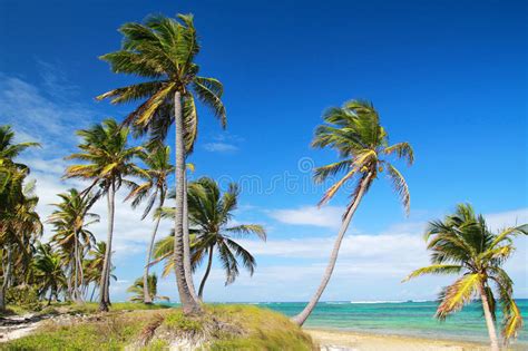 Palms Jungle On Calm Caribbean Beach Stock Photo Image Of Calm Beach