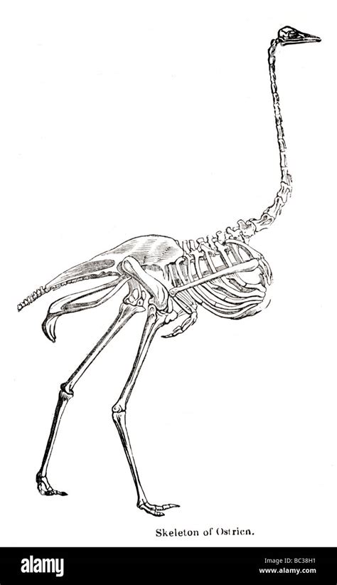 Skeleton Of Ostrich Stock Photo Alamy