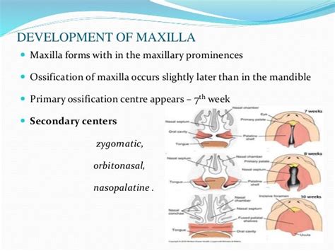 Pre Natal And Post Natal Growth Of Maxilla And Palate