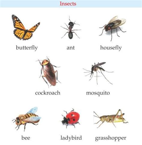 Did you know we share our planet with over 1 million species of insects? Name of Worms, Insects in Nepali and English Language ...