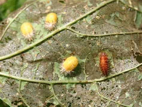 Maybe you would like to learn more about one of these? Mexican Bean Beetle | NC State Extension