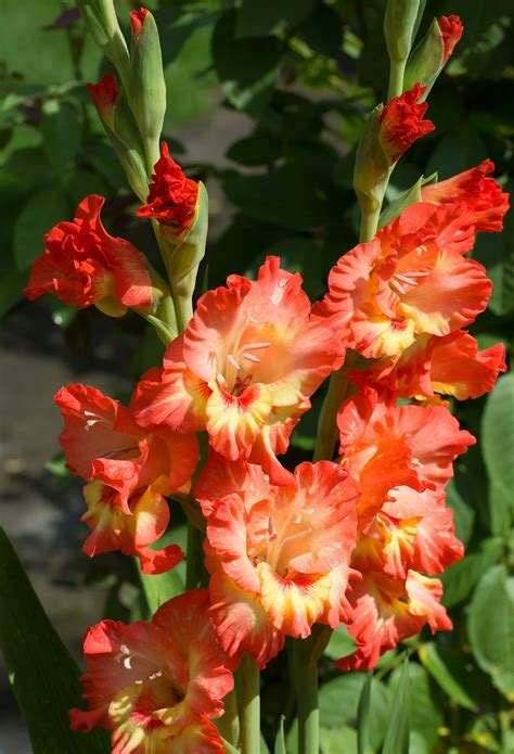 Look for these flowers by the number of petals. A Wow-worthy List of 20 Orange Flower With Names, Facts ...