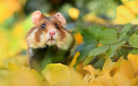 De Vlaamse Overheid Laat Onze Wilde Hamsters In De Steek