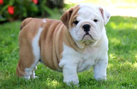 The best dog food brands for bulldog adults and puppies. Bulldog Inglés una pequeña mole - Kennel Club Argentino