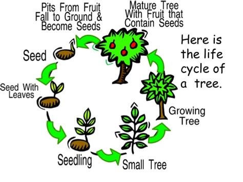 Life Cycles Of Organisms