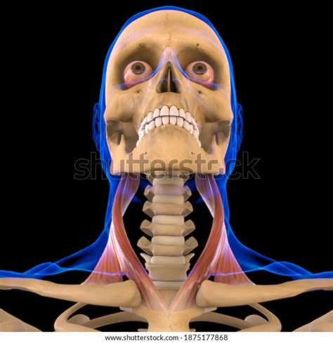Sternocleidomastoid Muscle Anatomy Medical Concept 3d Stock