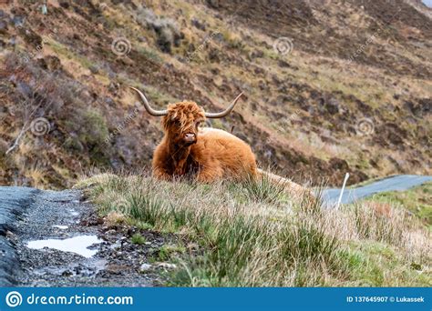 Hairy Scottish Highlander Highland Cattle Next To The Road Isle Of