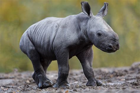 Rhino Kids Learning Save The Rhino International
