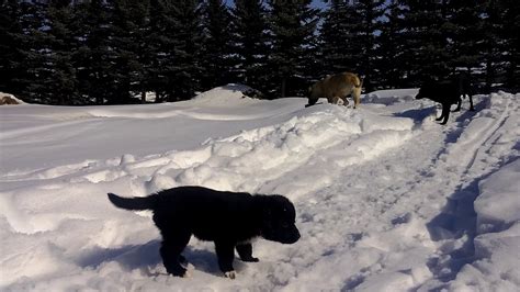 Puppies Discovering The Snow Youtube