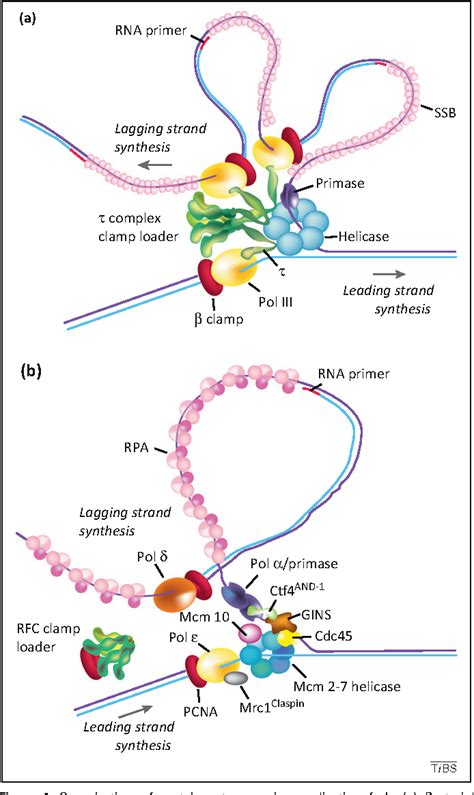 figure 1 from new insights into replisome fluidity during chromosome replication semantic scholar