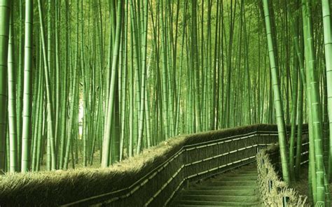 45 Bamboo Looking Wallpaper On Wallpapersafari