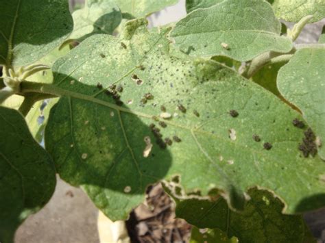 A member of the third aphids also can transmit disease from one bean plant to another, which makes their control essential. Organic micro farm and vegetable terrace garden : Pests ...