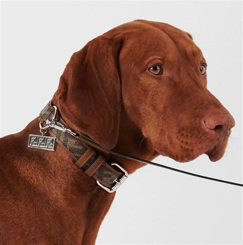 14 Luxury Dog Collars By High End Brands That Might Surprise You