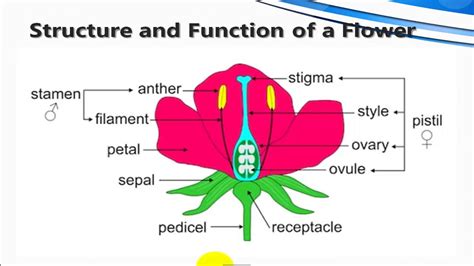 Structure And Function Of The Flower Part YouTube