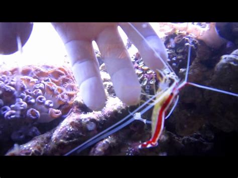 Cleaner Shrimp YouTube