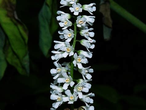 Galax Urceolata