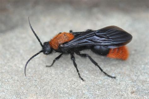 Maybe you would like to learn more about one of these? Velvet Ants Sting - Budapestsightseeing.org