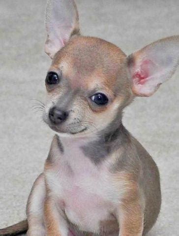 They're lively, courageous, and devoted little dogs. stunning female blue teacup Chihuahua puppies for Sale in ...