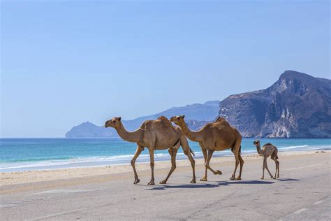 Patong ist der beliebteste strand des landes und der größte mit einer breiten küste. Die 10 schönsten Strände im Oman | Franks Travelbox
