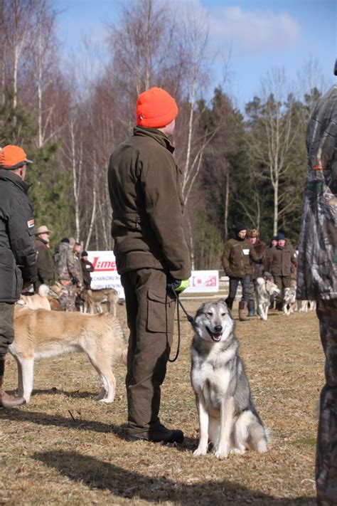 Lietuvoje išrinkti patys gražiausi laikų veislės šunys