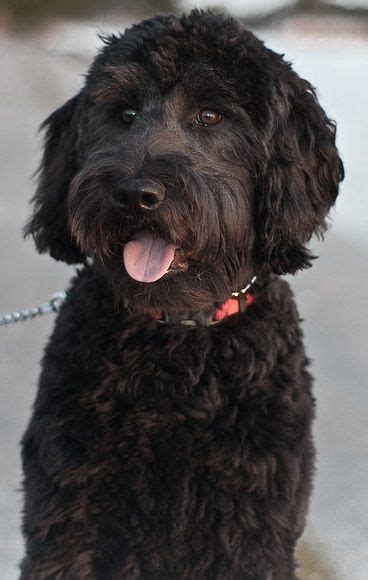 You should also not hear any wheezing or dogs under two years of age can only be a preliminary screen for hip dysplasia. Labradoodle What our Merlin will look like if we keep his ...