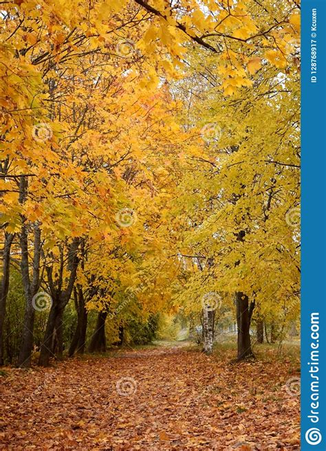 Autumn Park With Yellow Trees Along The Path Stock Image Image Of