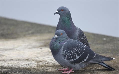 Rock Pigeon Audubon Field Guide