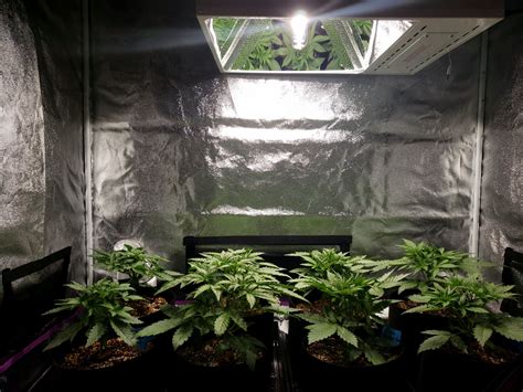 Do you have led grow lights in your garden? How Far Should Grow Lights be From Cannabis Plants? | Grow ...