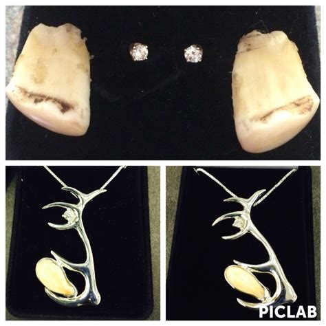 Elk Teeth Before And After Set In Antler Pendant Matched Pair Accented