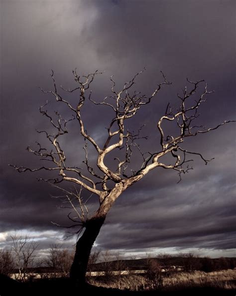 Free Stock Photos Rgbstock Free Stock Images Dead Tree 2