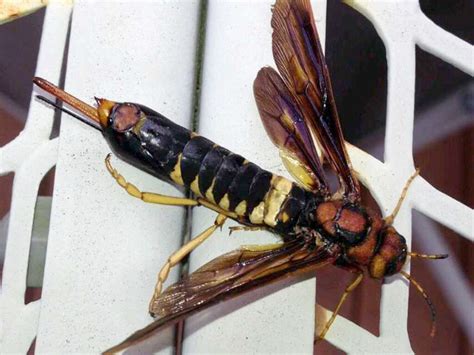 Horntails Wood Wasps And Sawflies Archives Whats That Bug