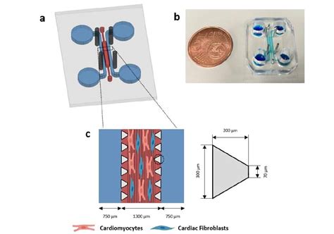 Microfluidic Platform Generates Realistic Cardiac Tissue Physics World