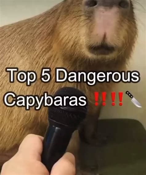 Top 5 Dangerous Capybaras Ifunny