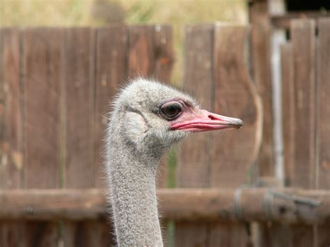 Fotos Gratis Pájaro Fauna Silvestre Zoo Pico Avestruz De Cerca