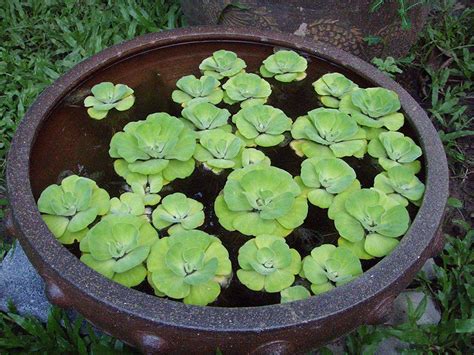 The key is to maintain a relatively stable ph with no sudden. 10 Best Floating Aquarium Plants: Reviews & Care Guide 2019