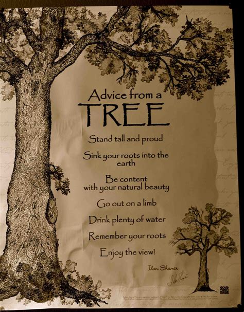 Advice From A Tree Tree Quotes Words Inspirational Quotes