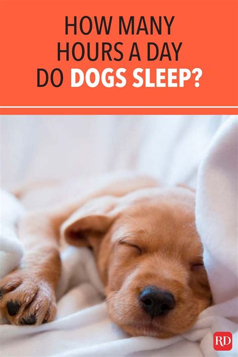 How Many Hours A Day Do Dogs Sleep In 2020 Sleeping Dogs Dog