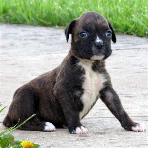 Find boxer puppies and breeders in your area and helpful boxer information. Boxer Puppies For Sale | Reading, PA #198164 | Petzlover