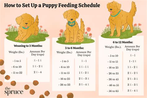 How Much Dry Food Do I Feed My Puppy