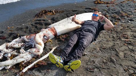 Unfortunately, the reports of their size are often exaggerated since one hypothesis for how giant squid evolved to grow so enormous is that the tremendous size the giant squid has captured the human imagination for more than 2,000 years. Giant squid washes up in Kaikoura, New Zealand - Strange Sounds