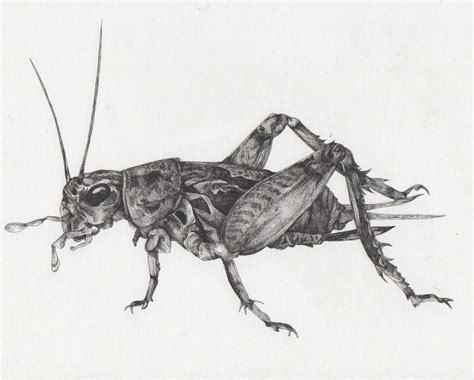 A Detailed Pen Drawing Of A Cricket Insect Quirky And Unique Drawing