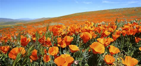 We had to go ourselves as we could not afford a. How To Experience The Spectacular Poppy Reserve in ...