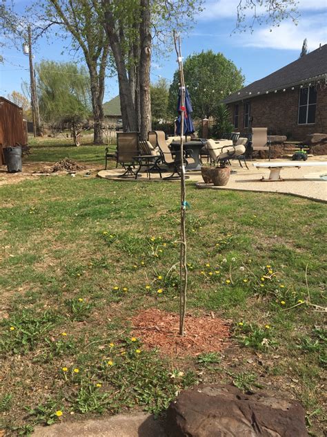 They grow easily in many areas and are even sometimes considered a weed. Growing a Chocolate Mimosa Tree? | ThriftyFun