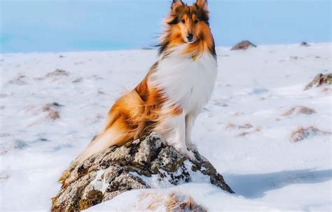 Wallpaper Winter Snow Dog Collie Images For Desktop Section собаки